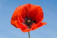 Remembrance poppy